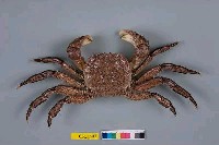 藏品(臺灣扁絨螯蟹)的圖片